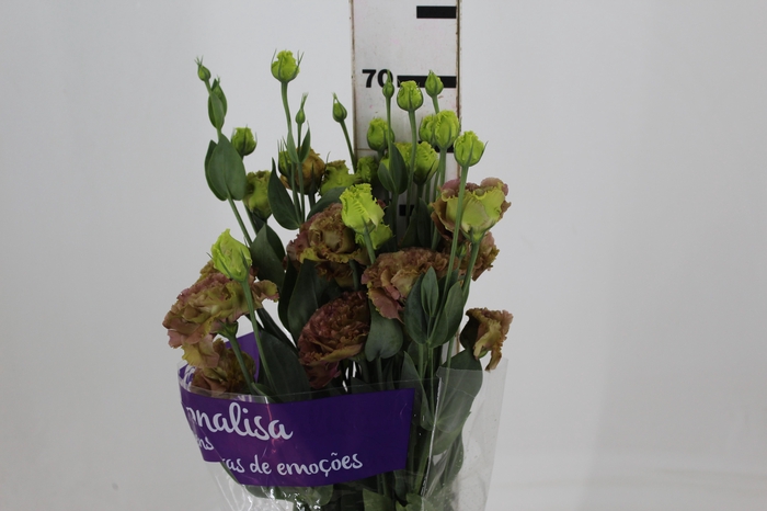 <h4>LISIANTHUS ROSANNE TERRACOTA</h4>