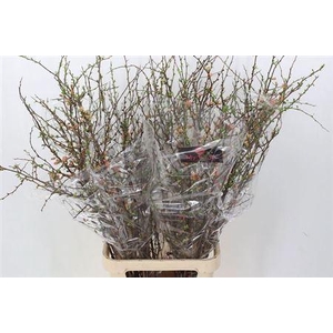 T Chaenomeles Superba 130cm
