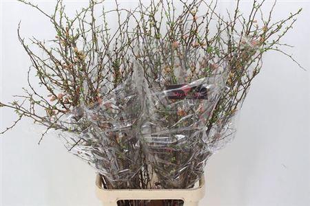 <h4>T Chaenomeles Superba 130cm</h4>