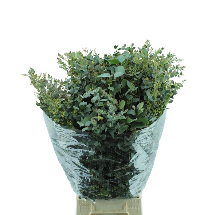 <h4>Gunnii Lang</h4>