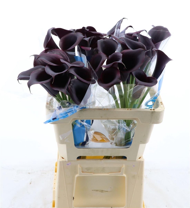 <h4>Calla Odessa</h4>