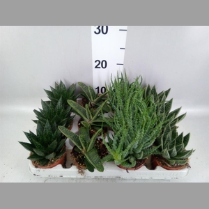 Aloe   ...mix