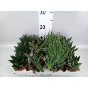 Aloe   ...mix