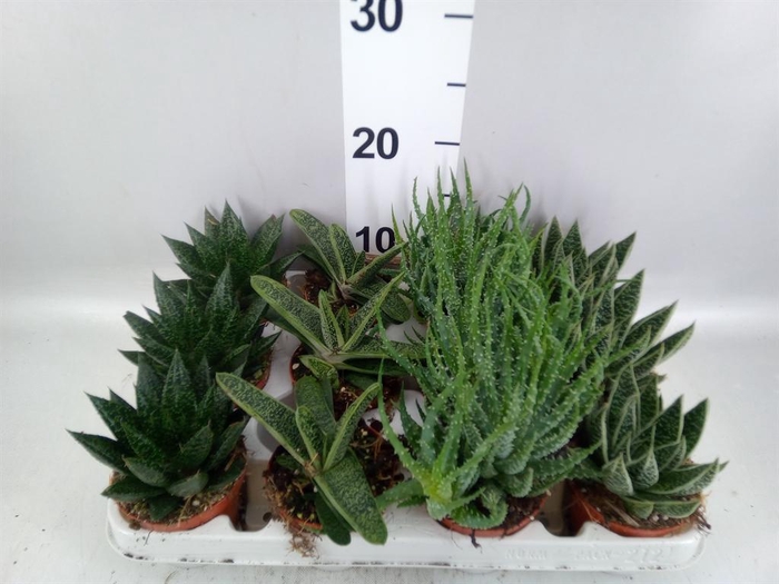 <h4>Aloe   ...mix</h4>