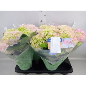 Hydrangea mac. 'Hi River'