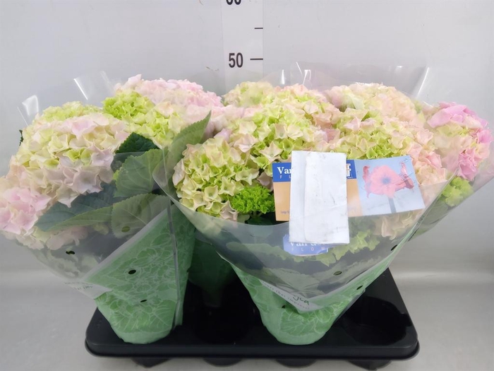 <h4>Hydrangea mac. 'Hi River'</h4>