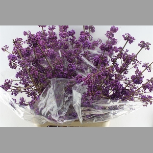 Callicarpa Bod Profu