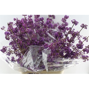 Callicarpa Bod Profu