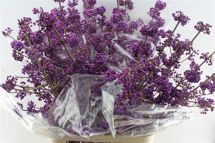 <h4>Callicarpa Bod Profu</h4>