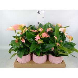 Anthurium   ...mix