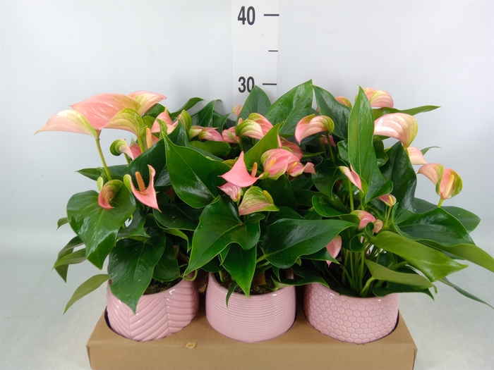 <h4>Anthurium   ...mix</h4>