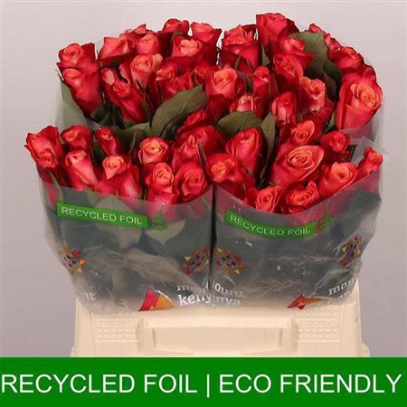 <h4>Rosa a grande fleur Helene</h4>