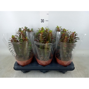 Euphorbia trigona 'Rubra'