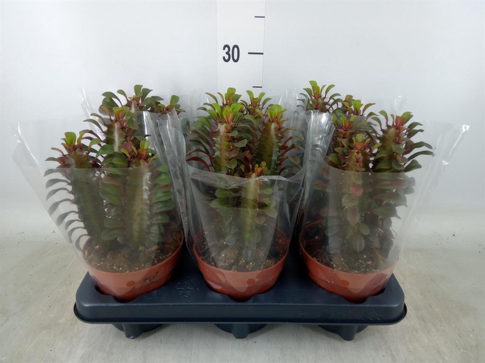 <h4>Euphorbia trigona 'Rubra'</h4>