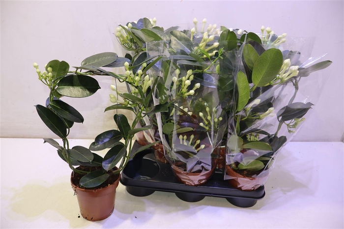 <h4>Steph Fl Ov</h4>