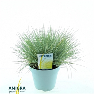 Festuca glauca AmiGold®