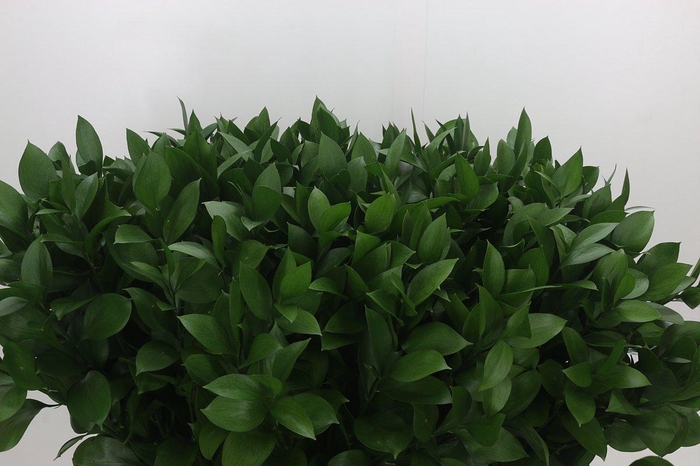 <h4>Ruscus Israel</h4>