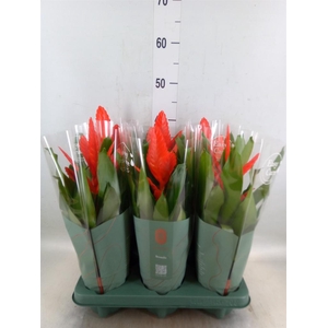 Vriesea  'Intenso Flame'