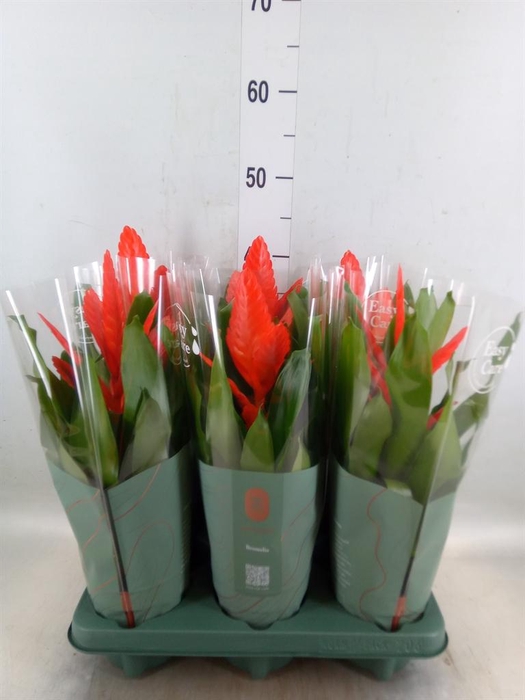 <h4>Vriesea  'Intenso Flame'</h4>