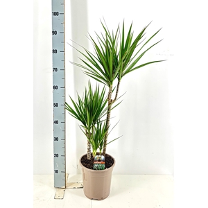 DRA MARGINATA
