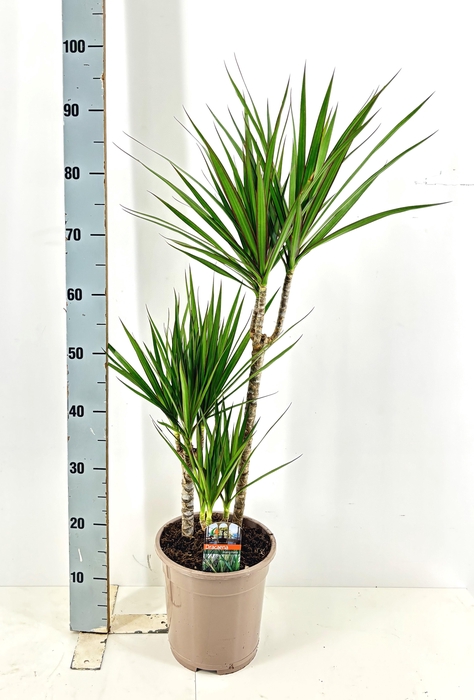 <h4>DRA MARGINATA</h4>