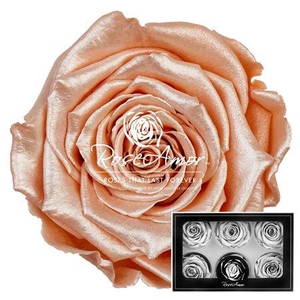 Lplus Satin Peach Pea01