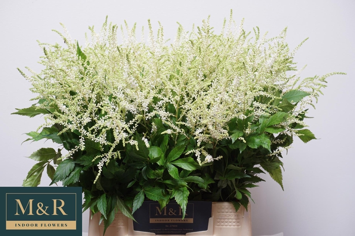 <h4>ASTIL JA WASHINGTON</h4>