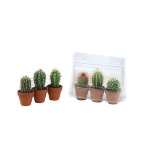 3x cactus mix 3,5 cm in 100% gerecycled plastic mini blister