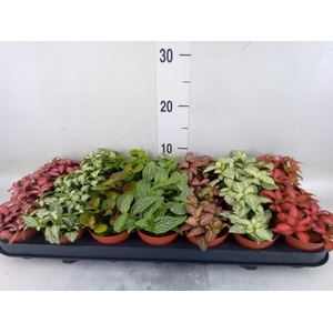 Fittonia   ...mix 7