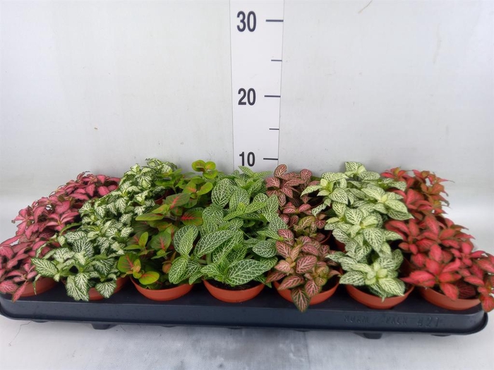 <h4>Fittonia   ...mix 7</h4>