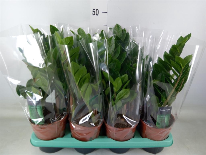 <h4>Phalaenopsis ...</h4>