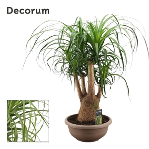 Beaucarnea vertakt 30 cm (Decorum)