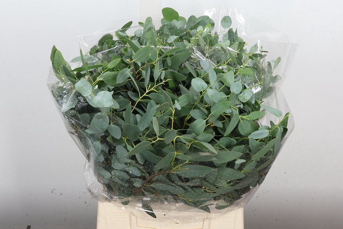 <h4>Euca Gunny Kort 150 Gr</h4>