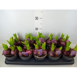 Hyacinthus orie. 'Pearl Blue'