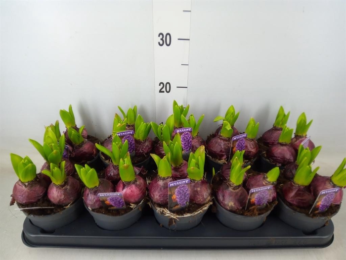 <h4>Hyacinthus orie. 'Pearl Blue'</h4>