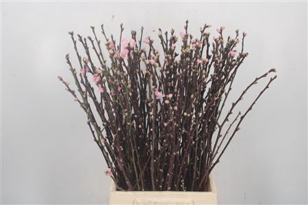 <h4>Perzikbloesem Pink 60cm</h4>