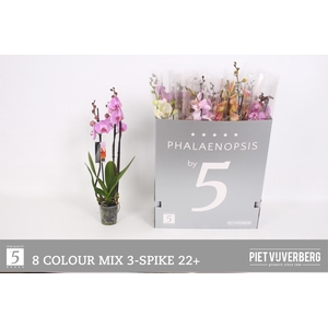 PHAL GEM 8 KL