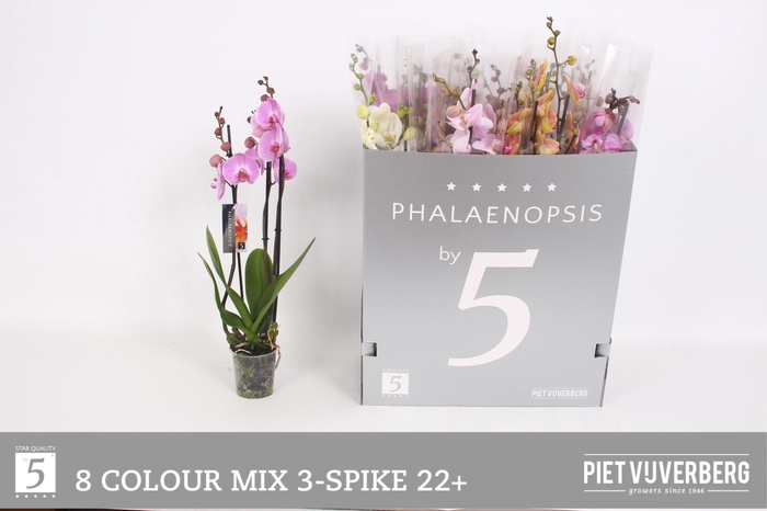 <h4>PHAL GEM 8 KL</h4>