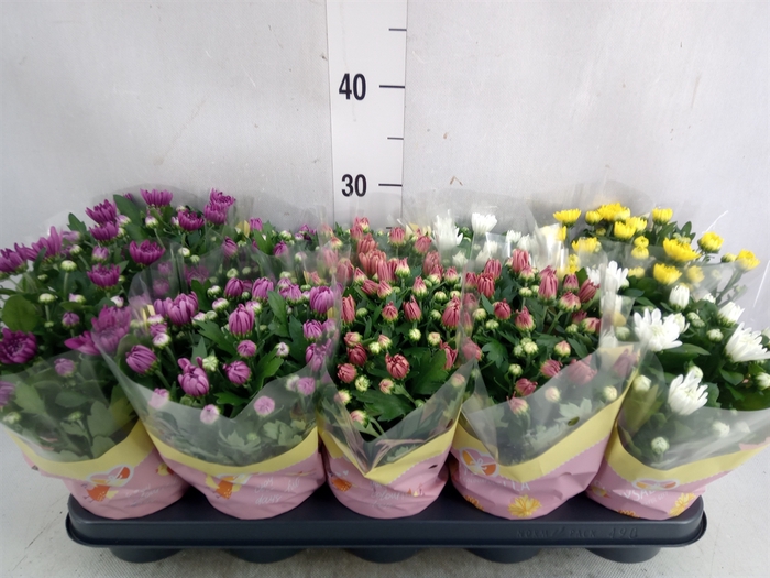 <h4>Chrysanthemum   ..rosebud mix</h4>