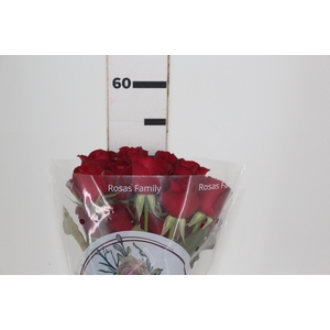 ROSA SAMOURAI 050 CM ESTUFA