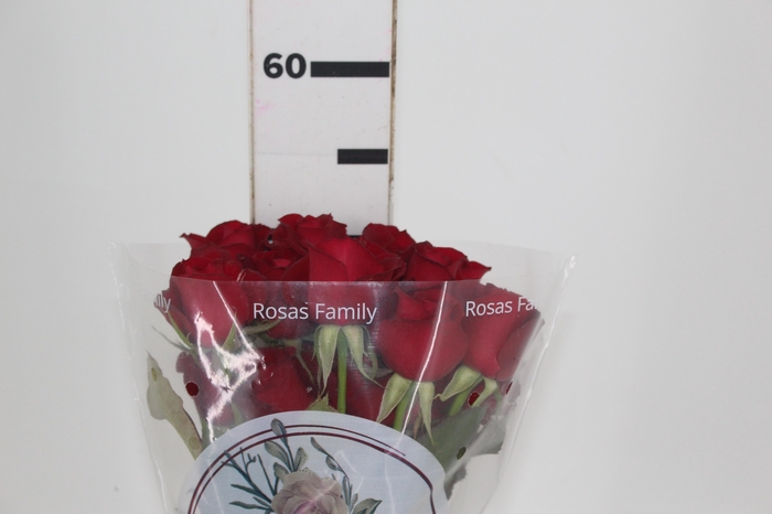 <h4>ROSA SAMOURAI 050 CM ESTUFA</h4>