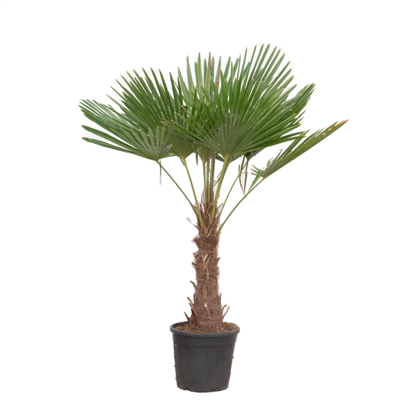 <h4>Trachycarpus Fortunei - 200cm</h4>