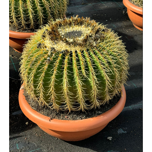 Echinocactus grusonii