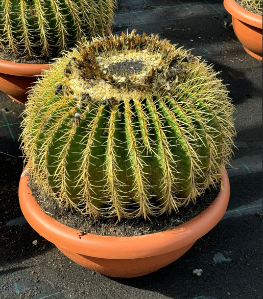 <h4>Echinocactus grusonii</h4>