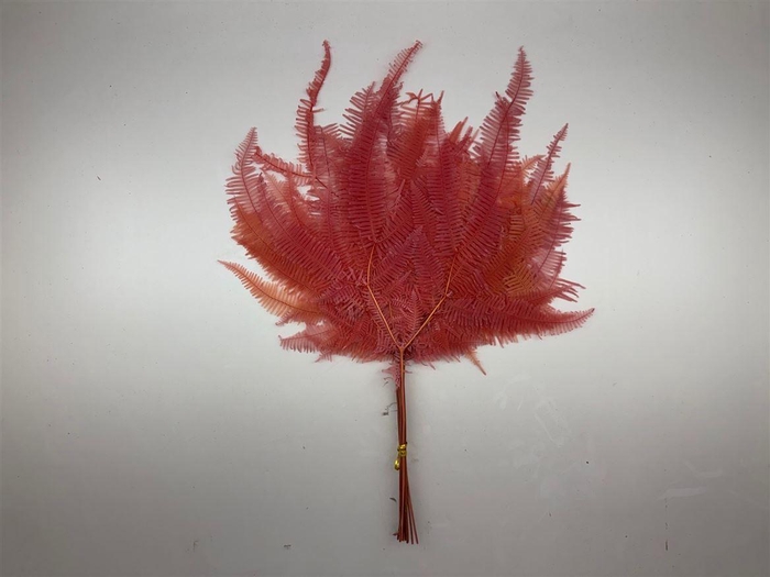 <h4>Pres Bracken Fern Pink 10pcs Bunch</h4>