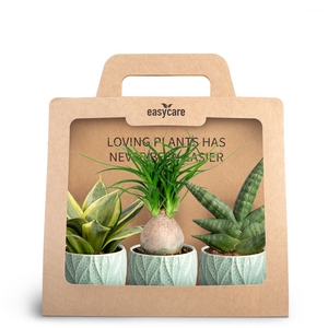 3-Pack Leaf Ocean