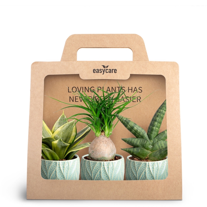 <h4>3-Pack Leaf Ocean</h4>
