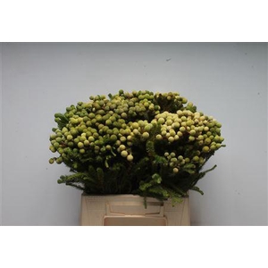Kaaps Berzelia Galpini Green