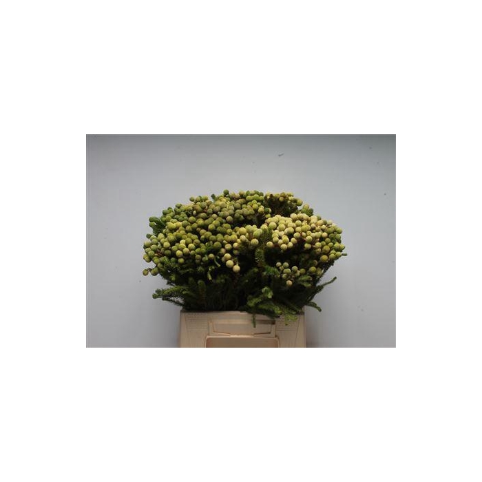 <h4>Kaaps Berzelia Galpini Green</h4>