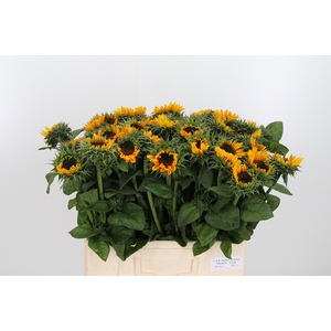 Helianthus An Sonja